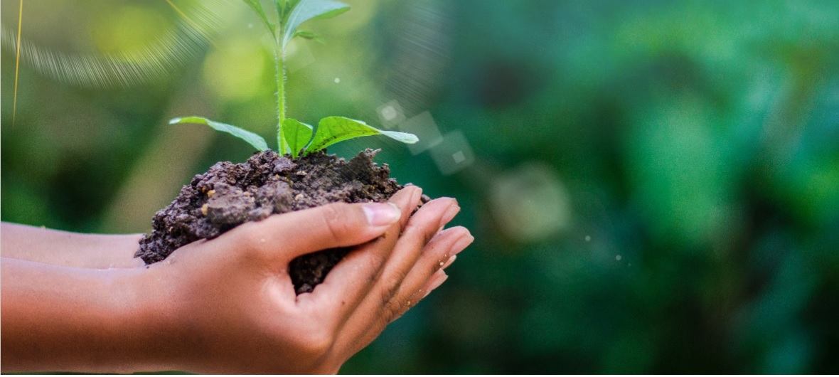 ESG: mãos segurando uma planta