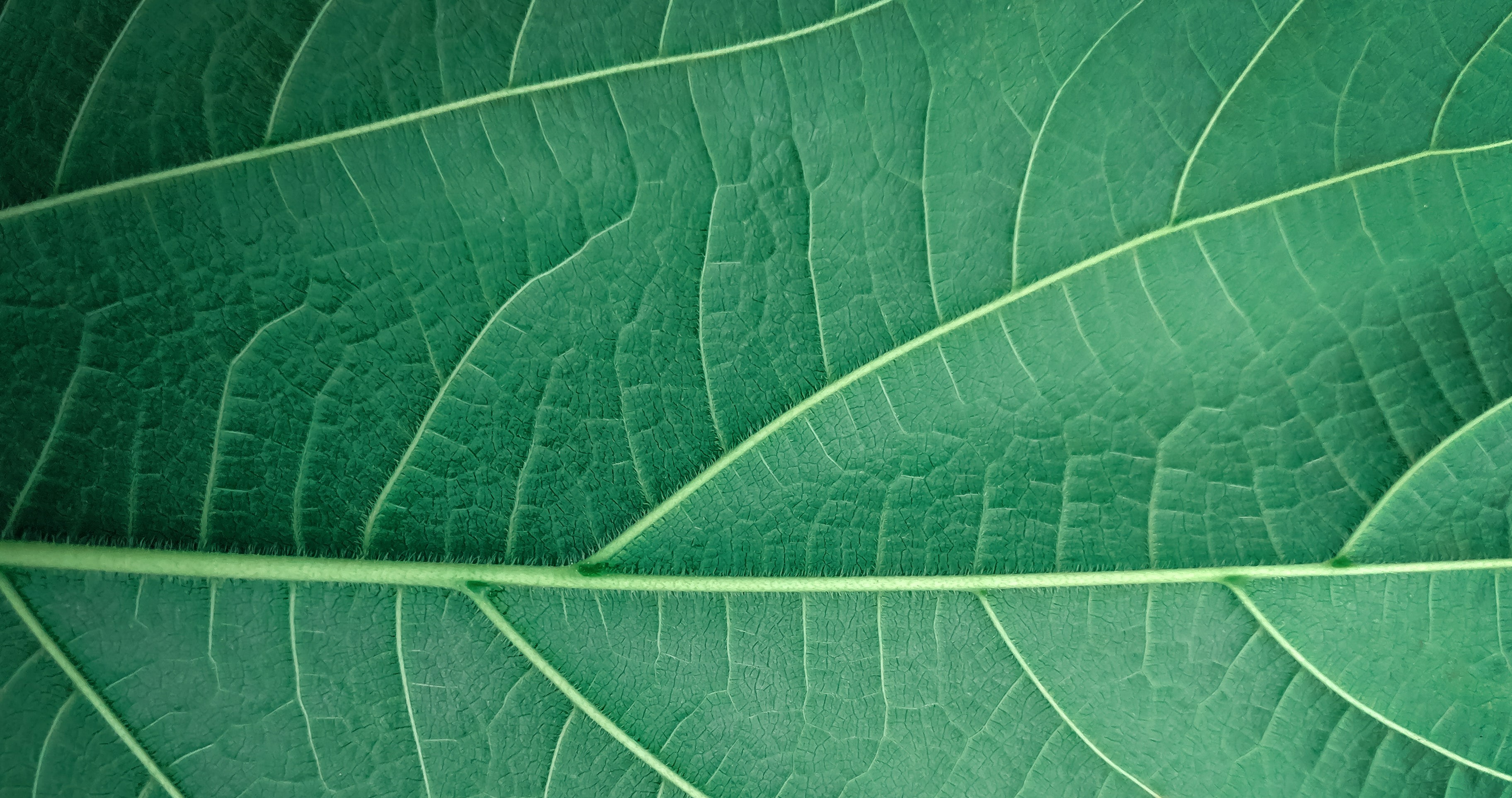 Uma folha verde