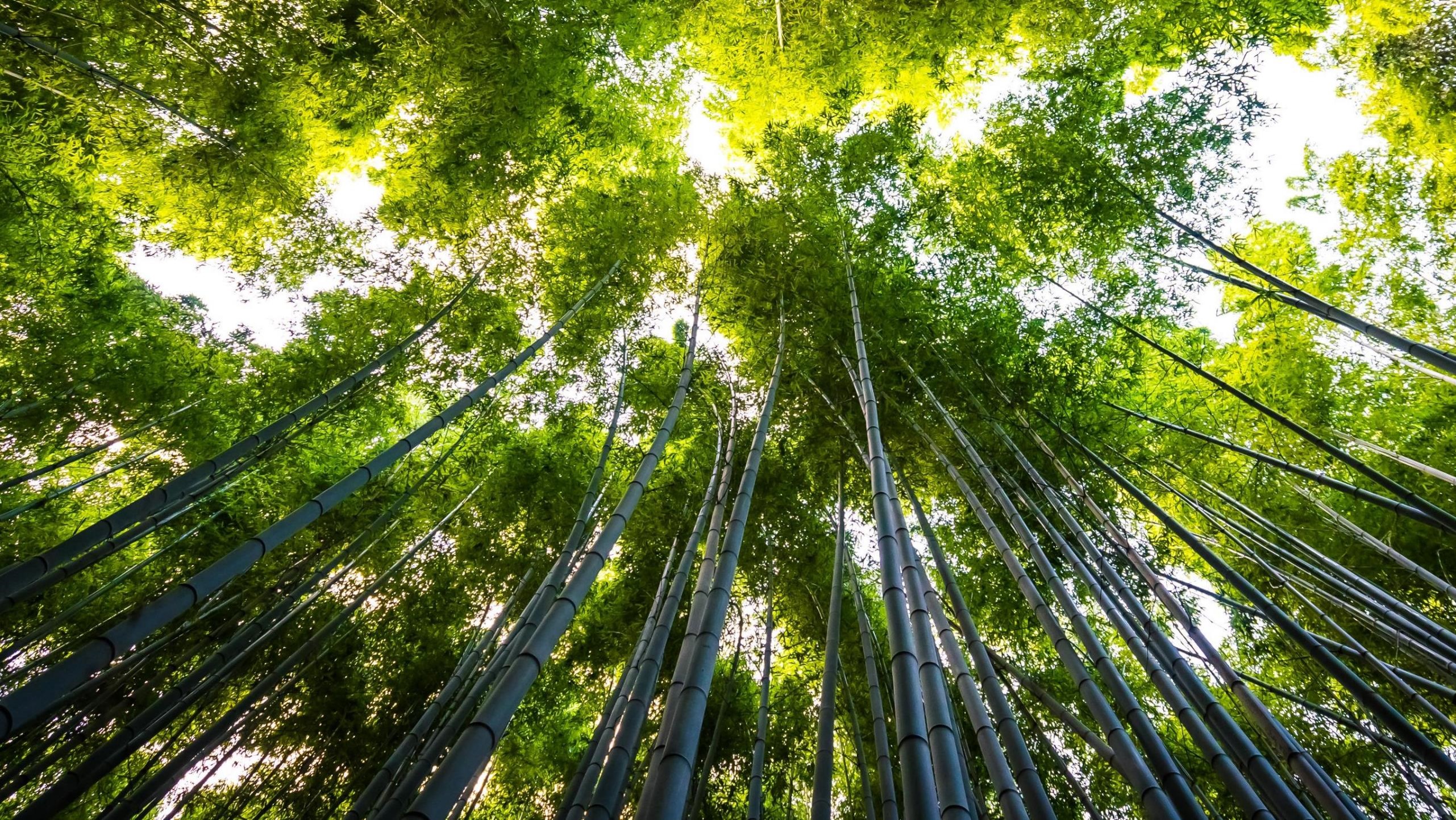 ESG: Investimento Responsável